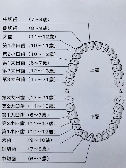 よくあるお子さんの歯に関する３つの疑問 かさはら歯科医院 宮城県仙台市の歯医者