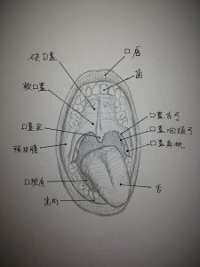口腔解剖学 口腔解剖学 第3版／医歯薬出版株式会社