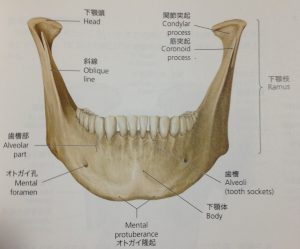 第10回口腔解剖学講座『下顎骨の構造』 – かさはら歯科医院 | 宮城県仙台市の歯医者