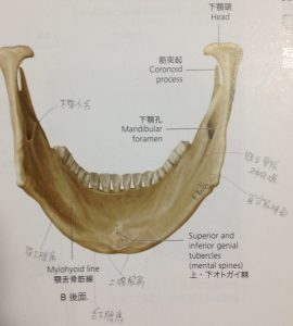 第10回口腔解剖学講座『下顎骨の構造』 – かさはら歯科医院 | 宮城県仙台市の歯医者